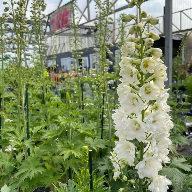 DELPHINIUM GUARDIAN WHITE