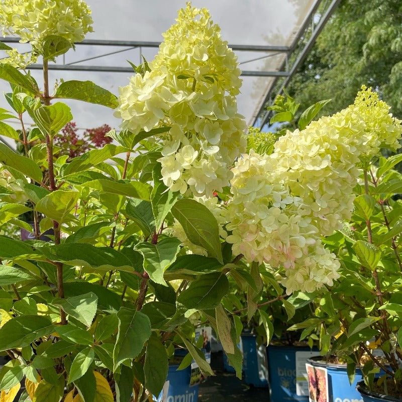 HYDRANGEA PUFFER FISH