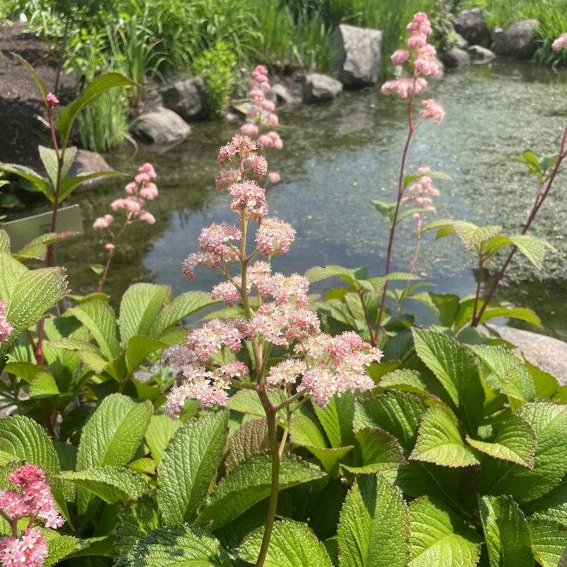 FILIPENDULA VENUSTA