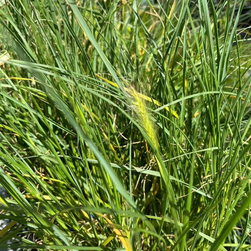 PENNISETUM HAMELN