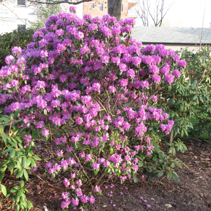 RHODODENDRON PJM REGAL