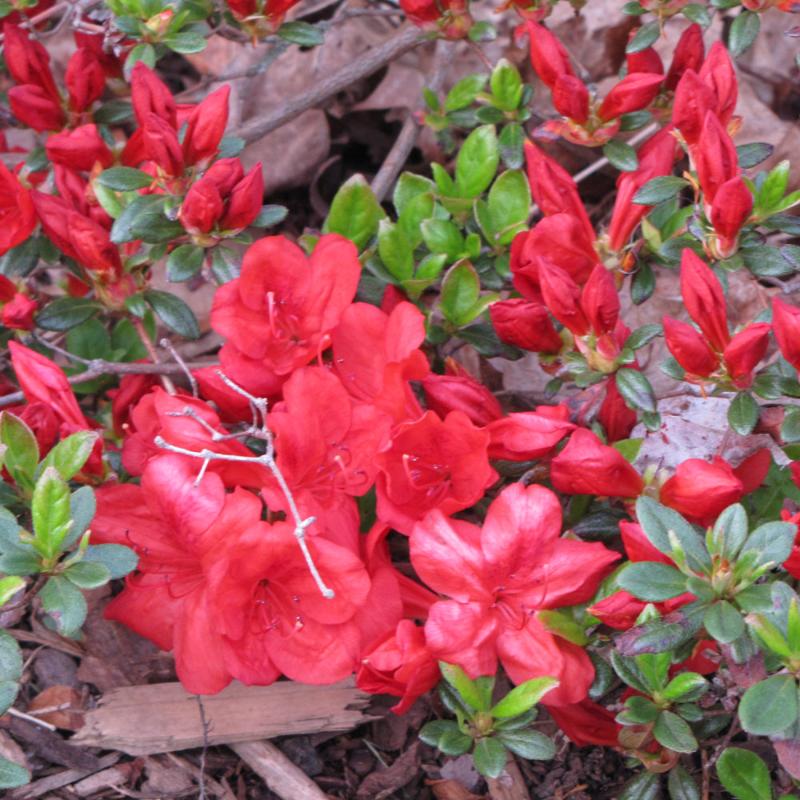 AZALEA FIREBALL