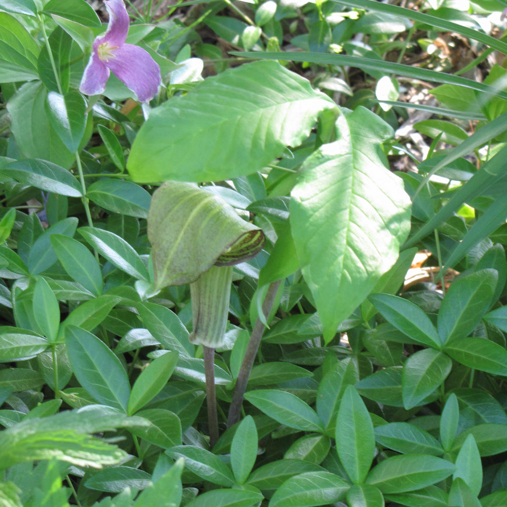 JACK IN THE PULPIT