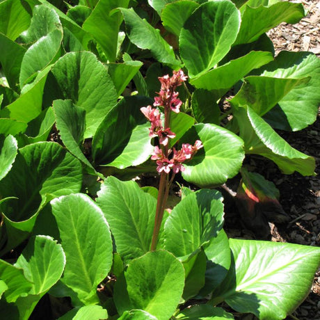 BERGENIA BABY DOLL