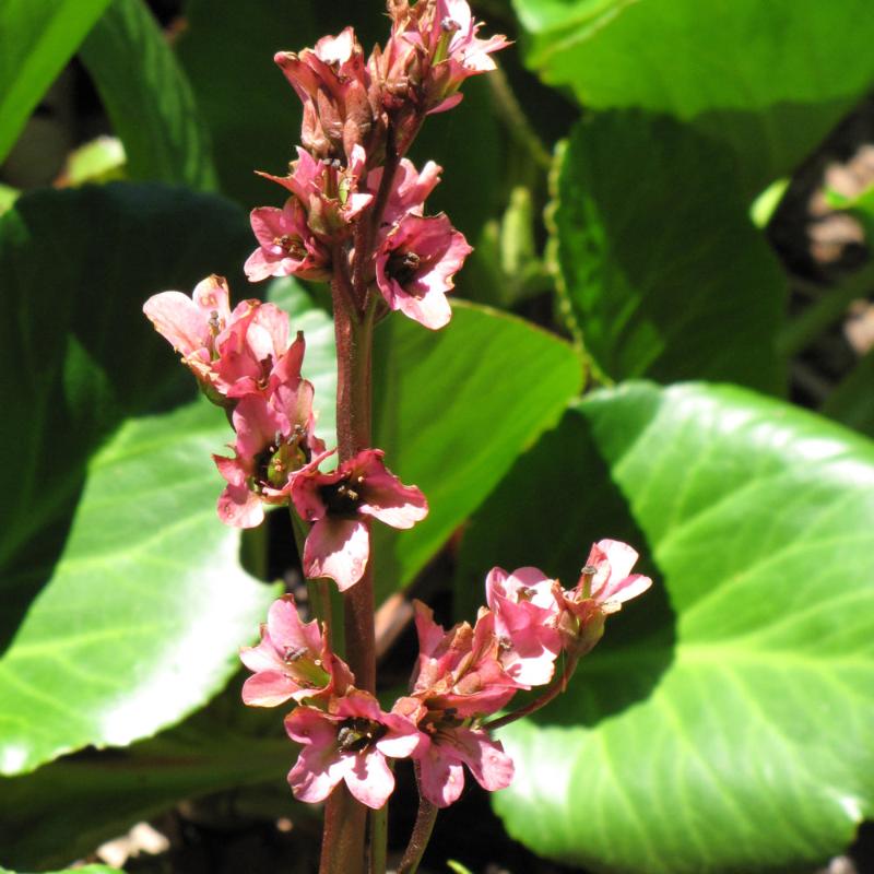 BERGENIA BABY DOLL