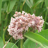 Seed- Milkweed Common