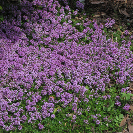 THYMUS PURPLE CARPET