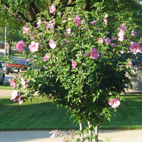 ROSE OF SHARON SHOWTIME