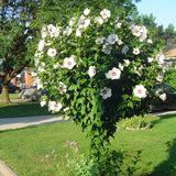 ROSE OF SHARON RED HEART