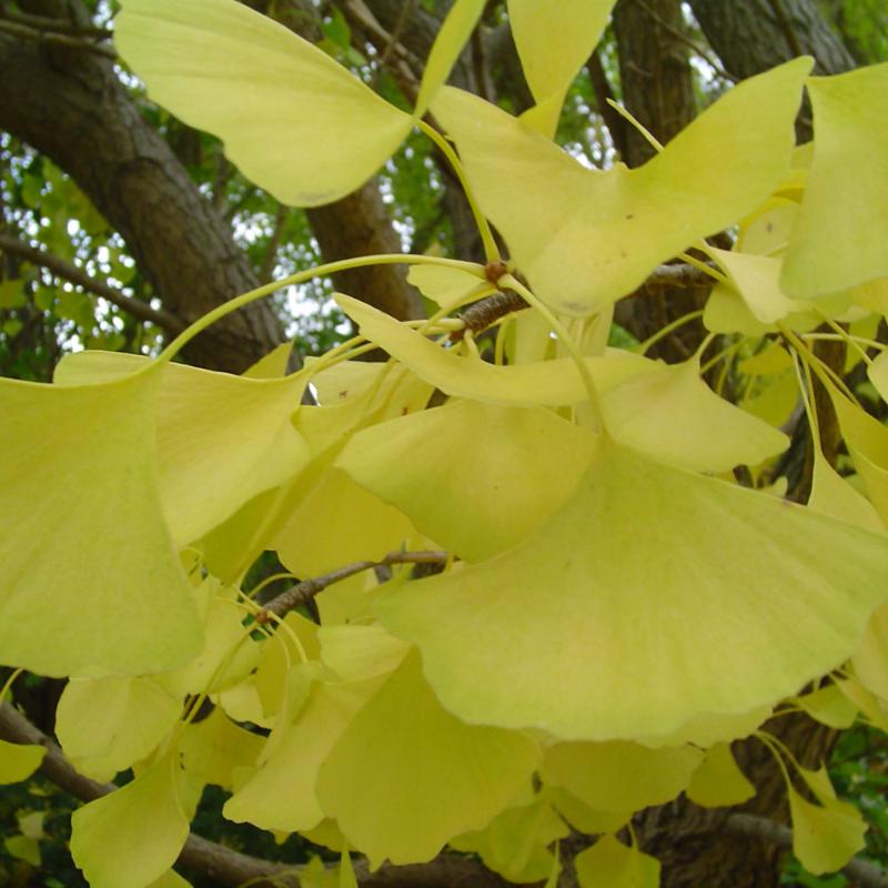 GINKGO AUTUMN GOLD