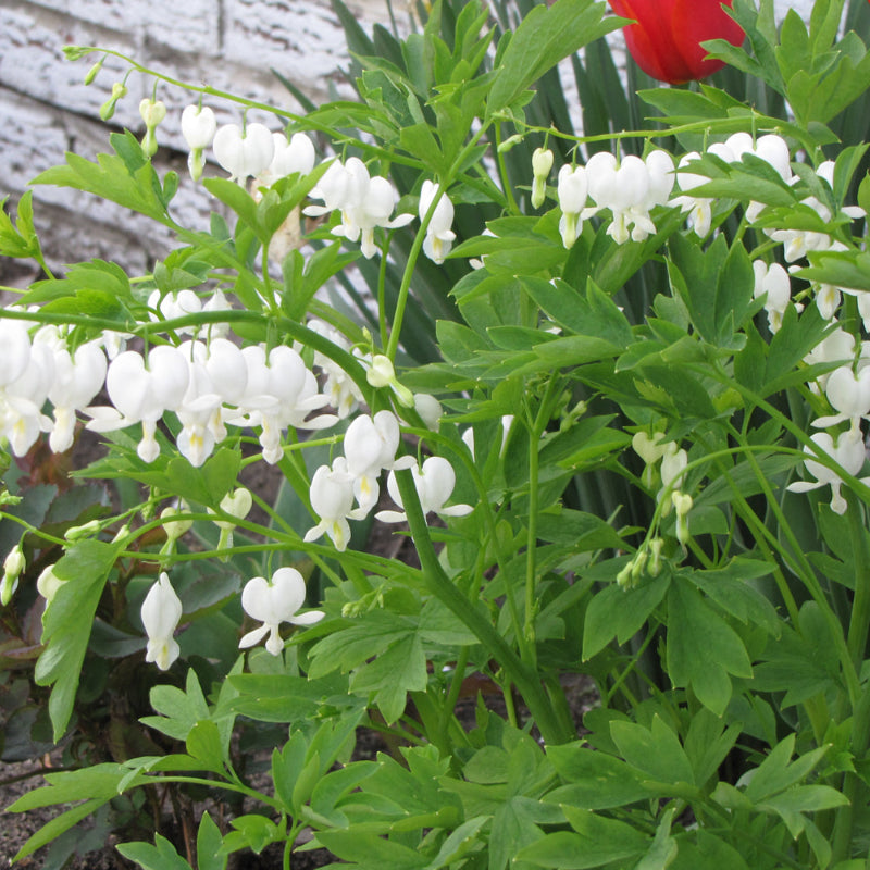 DICENTRA ALBA