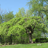 ELM CAMPERDOWN