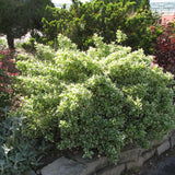 EUONYMUS EMERALD GAIETY