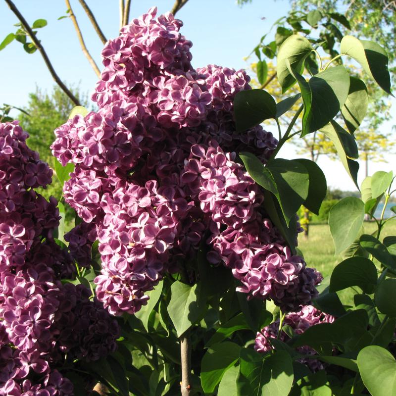 LILAC MONGE