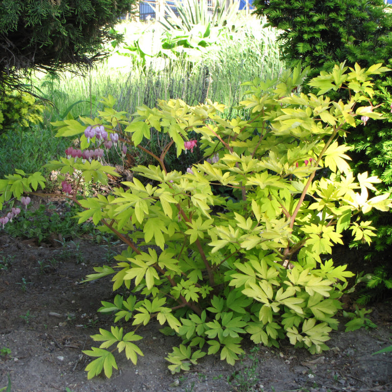 DICENTRA GOLD HEART