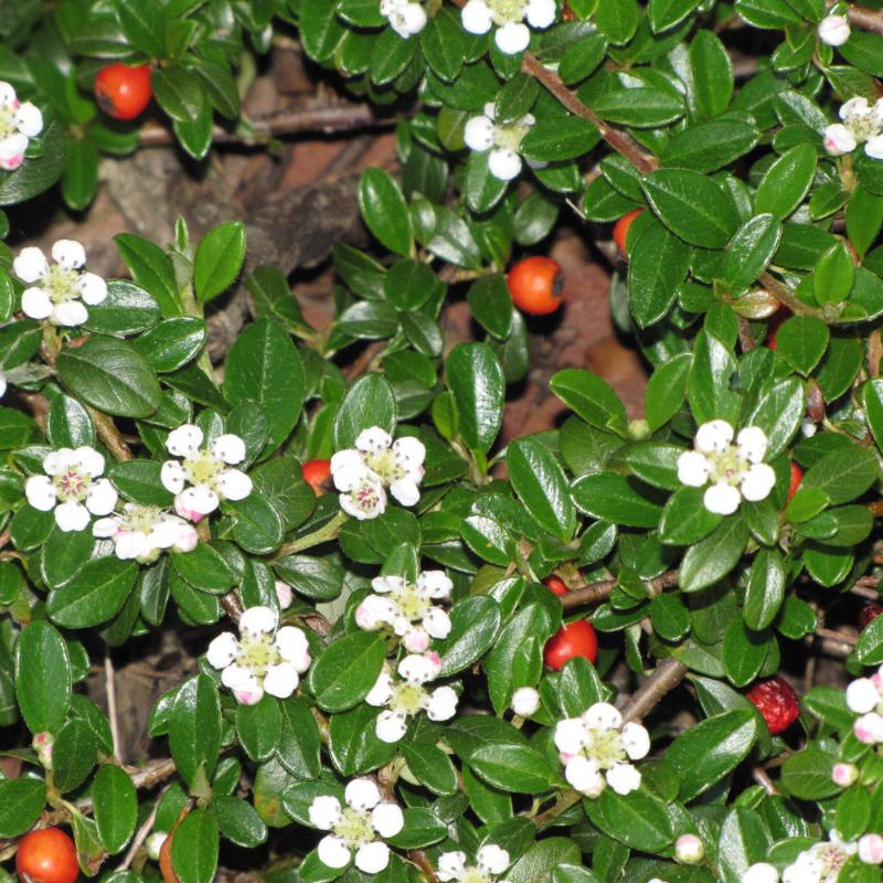 COTONEASTER CORAL BEAUTY