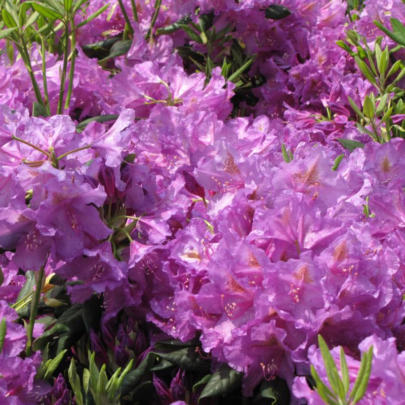 RHODODENDRON LEE'S DARK PURPLE