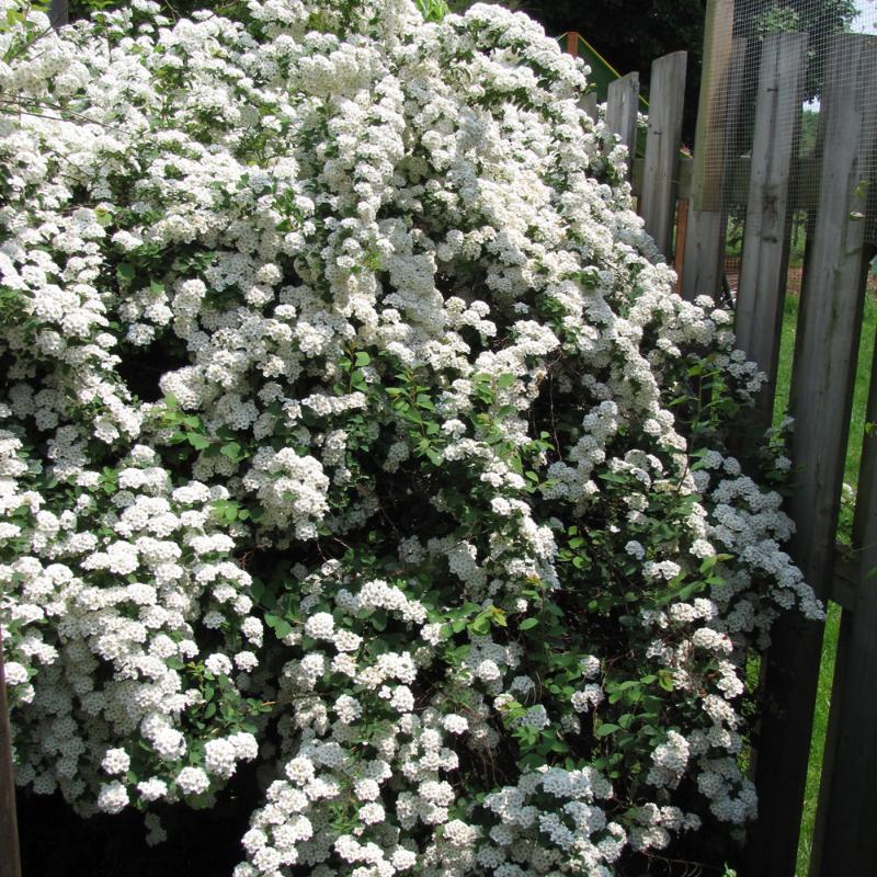 SPIREA VANHOUTTEI