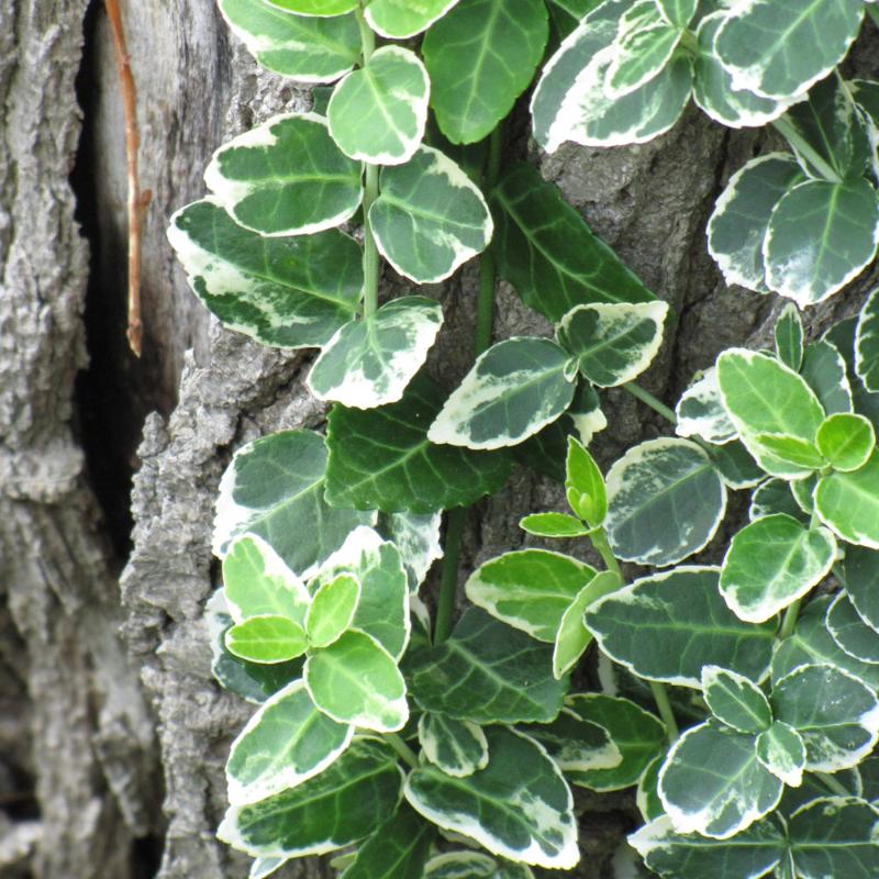 EUONYMUS EMERALD GAIETY