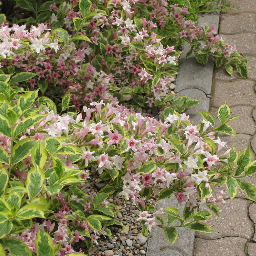 WEIGELA DWARF VARIEGATED