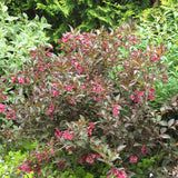 WEIGELA MIDNIGHT WINE