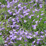 CAMPANULA BIRCH HYBRID