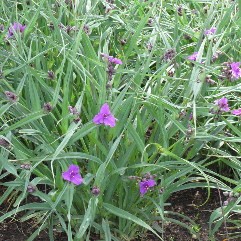 TRADESCANTIA CONCORD GRAPE