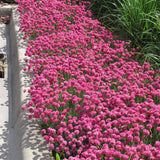 ARMERIA DUSSELDORF PRIDE