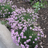 ARMERIA JUNIPERIFOLIA