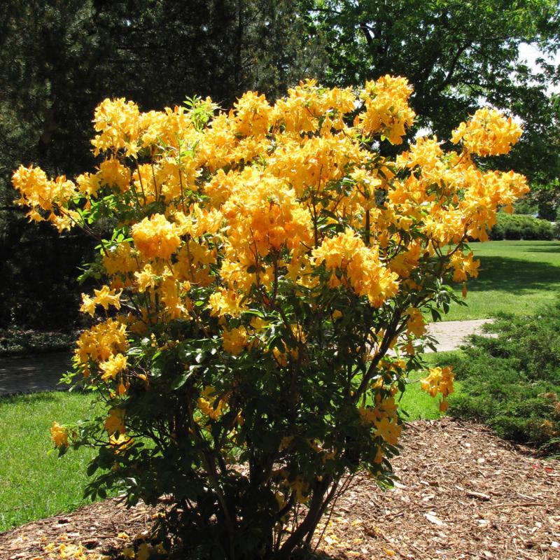 AZALEA GOLDEN LIGHT