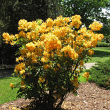 AZALEA GOLDEN LIGHT