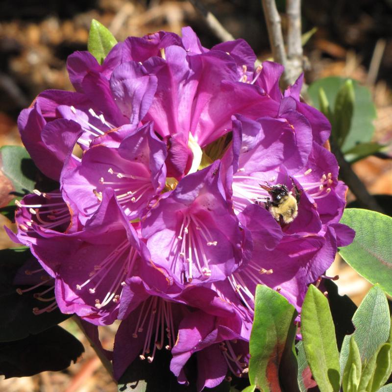 RHODODENDRON PURPLE PASSION