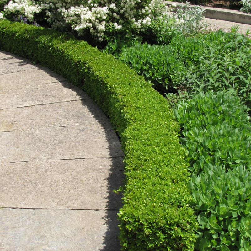 BOXWOOD GREEN VELVET