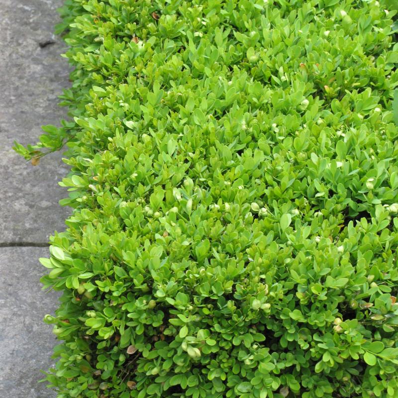 BOXWOOD GREEN VELVET