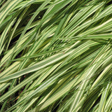 MOLINIA VARIEGATA