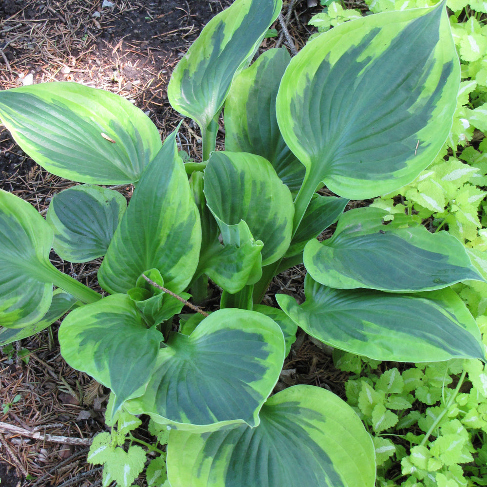 HOSTA TWILIGHT