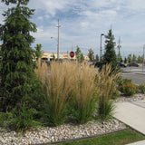 CALAMAGROSTIS KARL FOERSTER