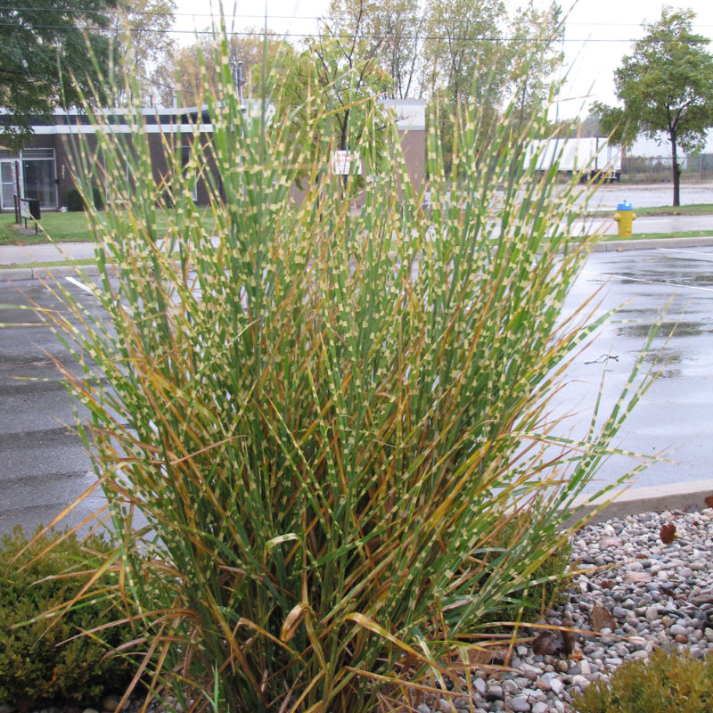 MISCANTHUS STRICTUS