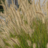 PENNISETUM HAMELN