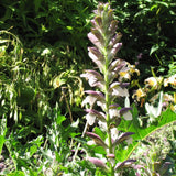 ACANTHUS SPINOSUS