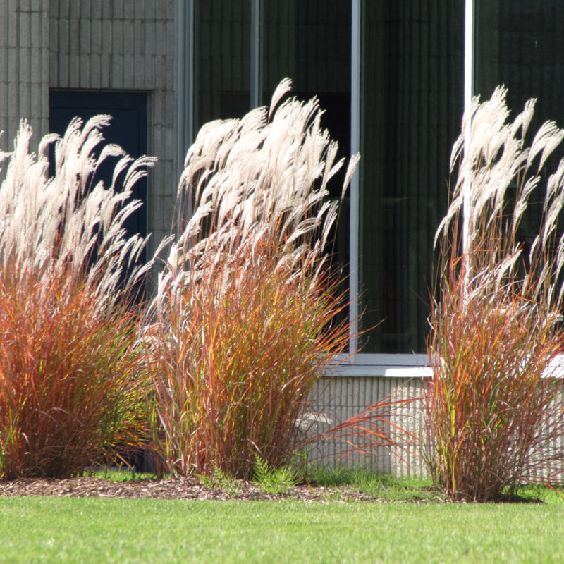 MISCANTHUS PURPURASCENS