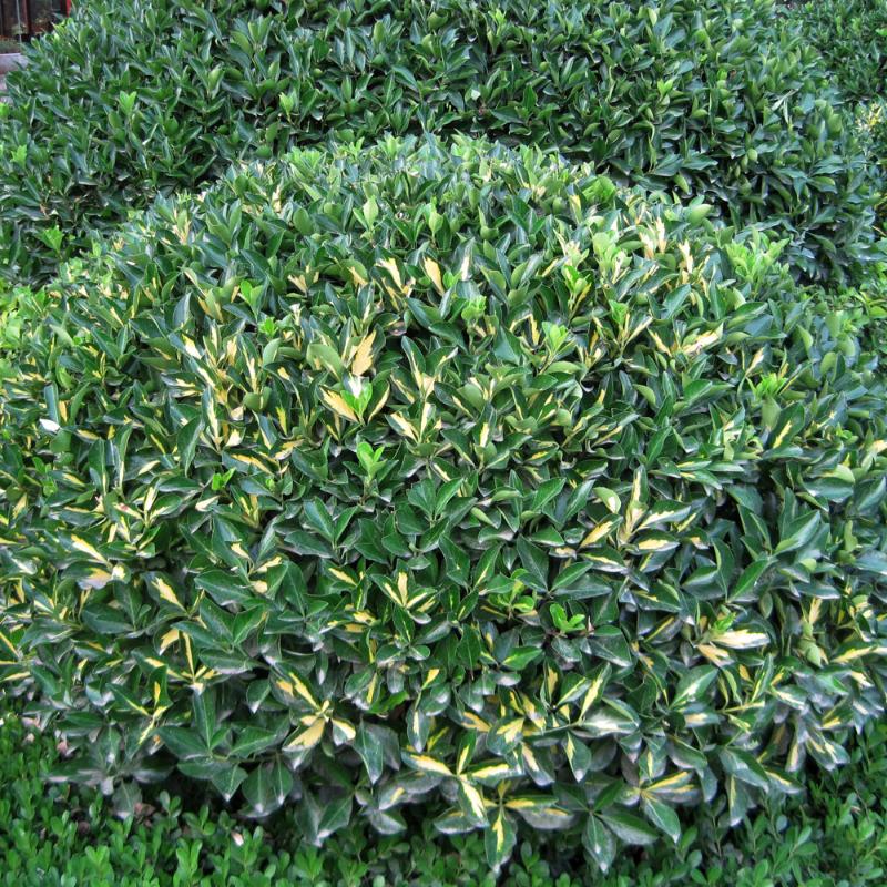 EUONYMUS MOONSHADOW