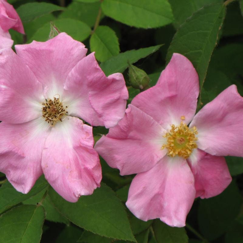 RUGOSA ROSE