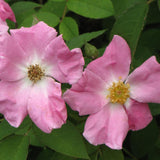 RUGOSA ROSE