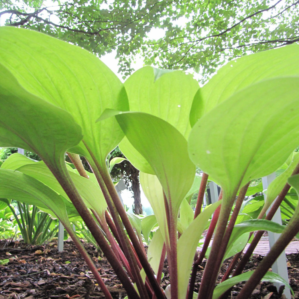 HOSTA DESIGNER GENES