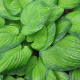 HOSTA GUACAMOLE