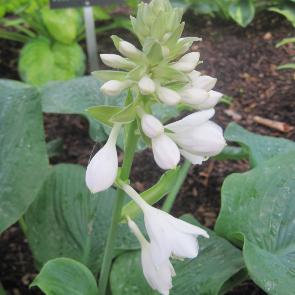 HOSTA ELEGANS