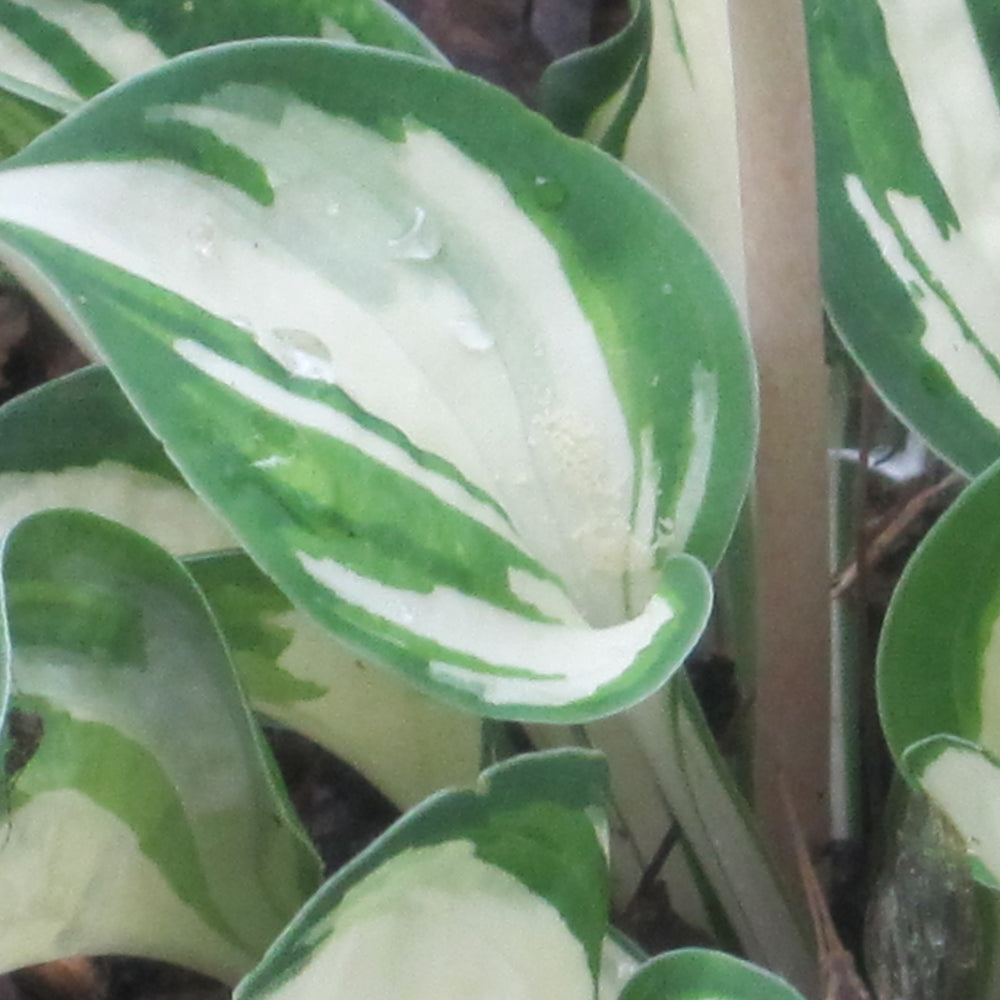 HOSTA PANDORAS BOX