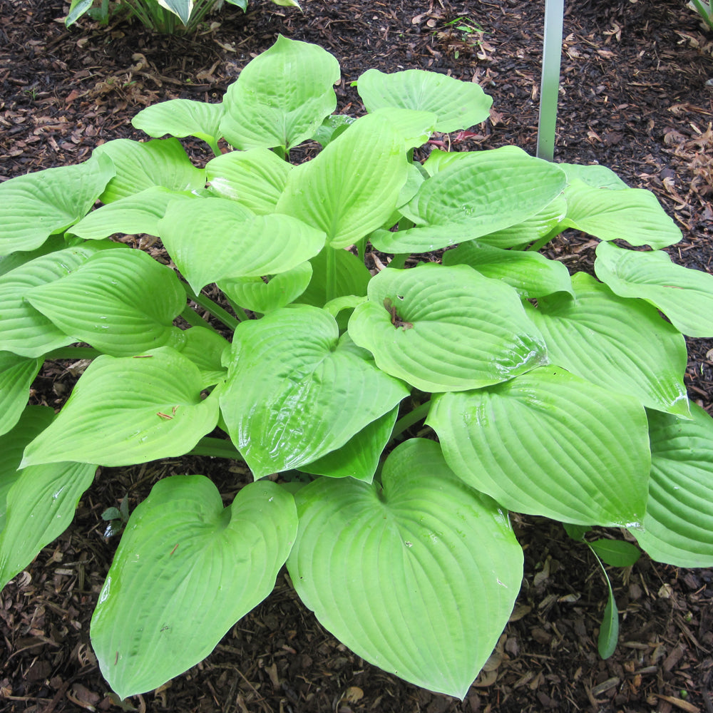 HOSTA AUGUST MOON