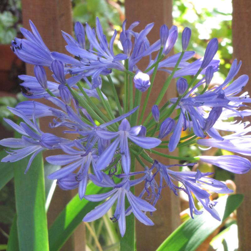 AGAPANTHUS PETER PAN